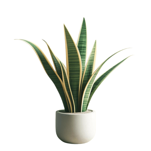 Product 4
