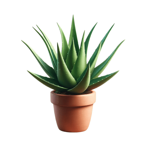 Product 5