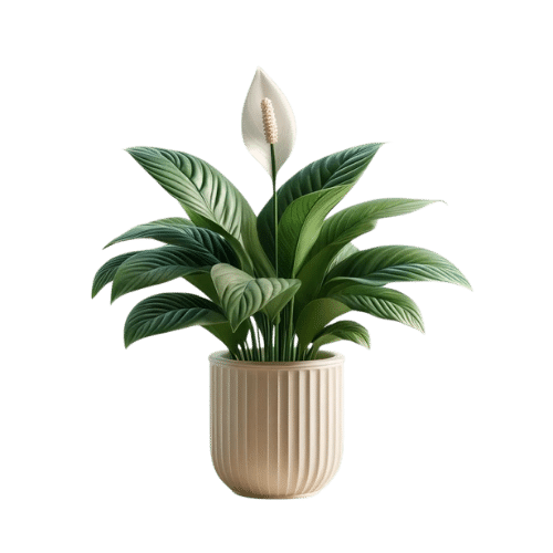 Product 6